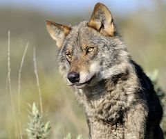 Tres detenidos por abatir dos lobos ibéricos en Ávila durante una montería